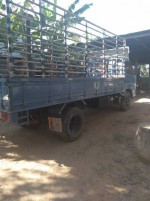 Npr115 เสี่ยสั่งลุยเเท้