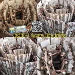 โซ่ติดใบ EX60-1 ใบยาว45c 36ข้อ